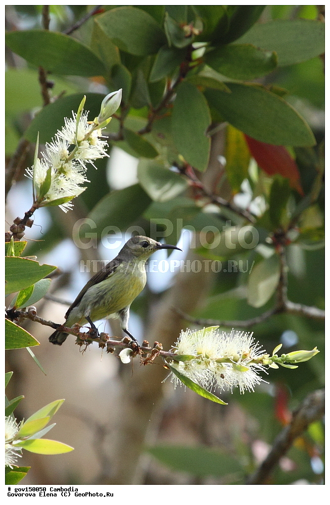  ������ ���, ��������, ����������� ��������, ��������, ��������, ��������, �����, �����, ��������, �����������, XYZ, �������������, Nectariniidae, �������������� ����������, ����������� ����������, Leptocoma calcostetha, Nectarinia calcostetha