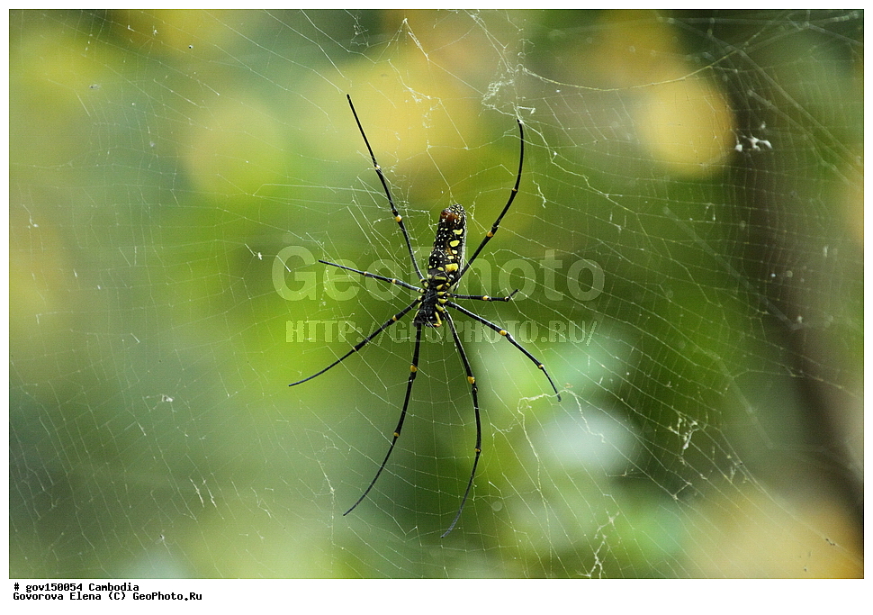 �����������, ������, ��������, ����������� ��������, ��������, ��������, ��������, ��������������, �������������, �����, XYZ, Nephilidae, ���������� ����, Nephila pilipes, ��������������