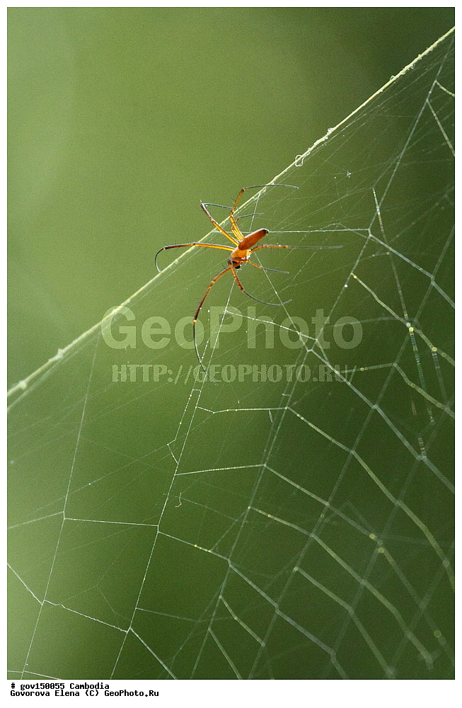 �����������, ������, ��������, ����������� ��������, ��������, ��������, ��������, ��������������, �������������, �����, XYZ, Nephilidae, ���������� ����, Nephila pilipes, ��������������