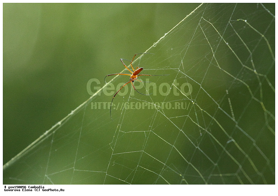 �����, �����������, ������, ��������, ����������� ��������, ��������, ��������, ��������, ��������������, �������������, �����, XYZ, Nephilidae, ���������� ����, Nephila pilipes, ��������������