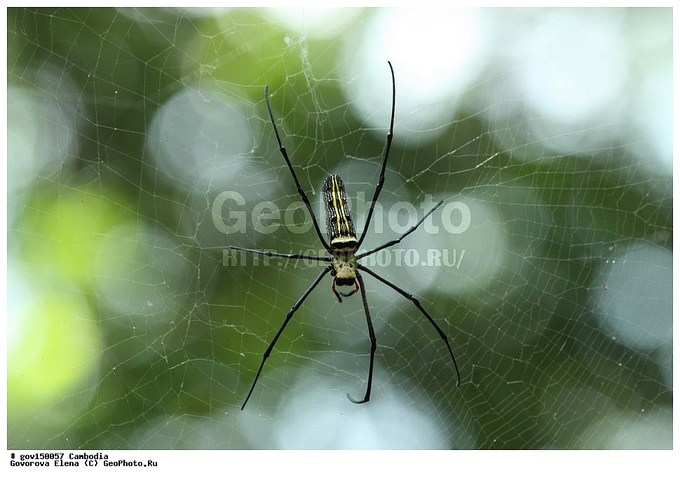 �����, �����������, ������, ��������, ����������� ��������, ��������, ��������, ��������, ��������������, �������������, �����, XYZ, Nephilidae, ���������� ����, Nephila pilipes, ��������������