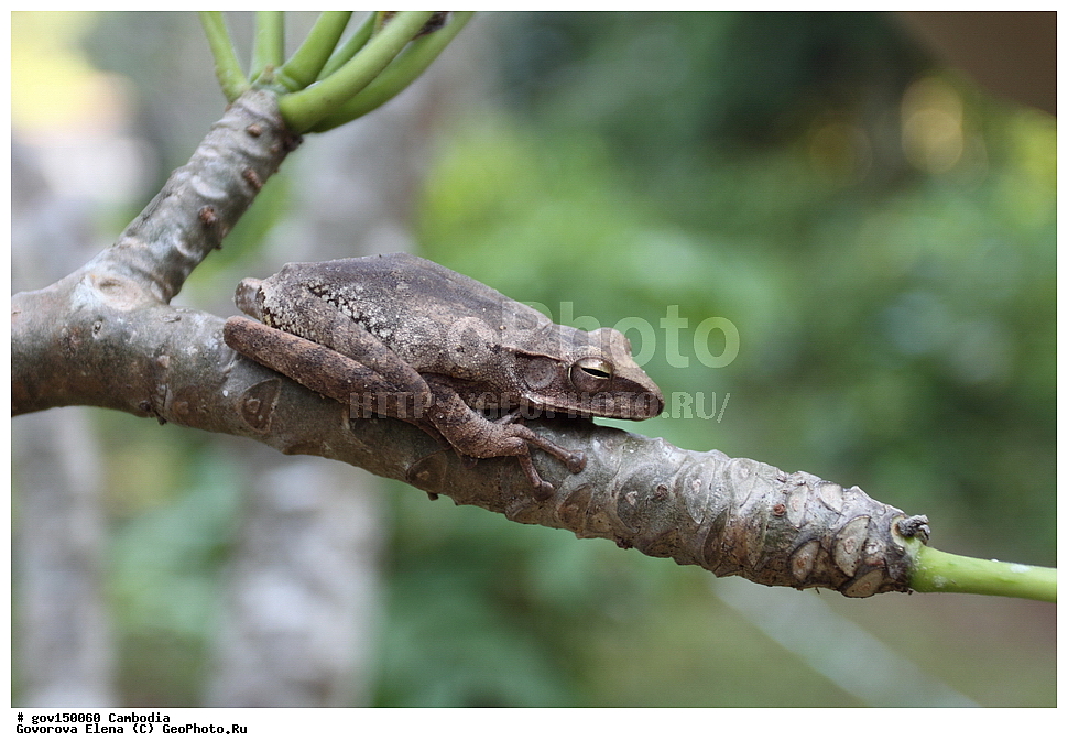 �����������, ����������, �����������, ����-���, ���� ���, ��������, ��������, ����������� ��������, ��������, ��������, ��������, �����������, �����������, �������, �������, XYZ, ���������� �������, ���������, Rhacophoridae, ������� ��������, ������� �������, Polypedates leucomystax, Rhacophorus leucomystax