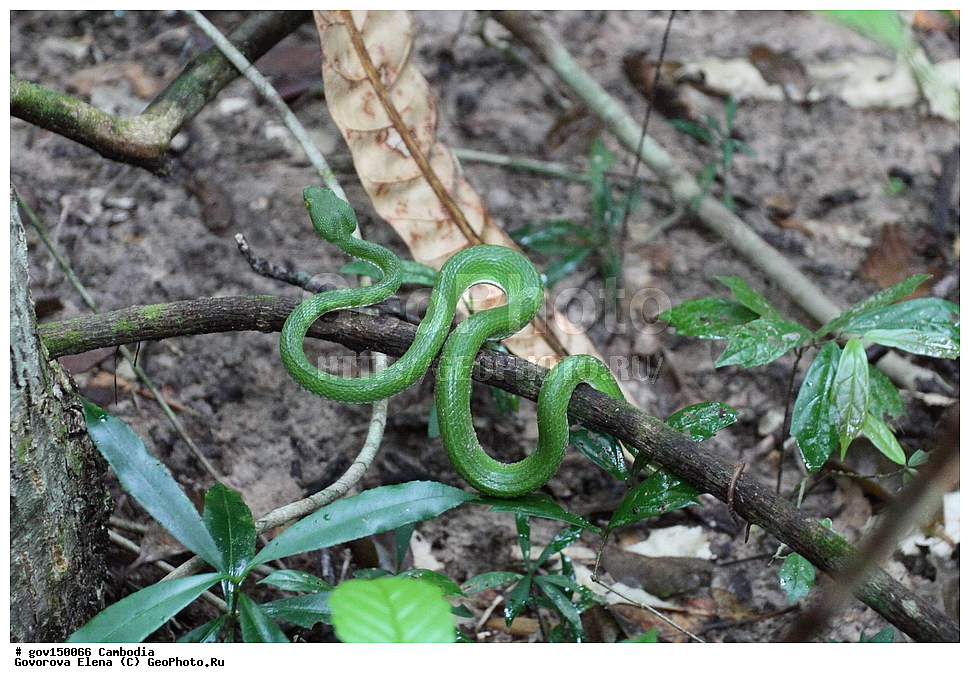 ������ ���, ��������, ����������� ��������, ��������, ��������, ��������, ��������������, ��������������, ��������, ��������, ����, ����, XYZ, ���������, Viperidae, ��������� �����, Trimeresurus albolabris, Lachesis gramineus albolabris, Coluber gramineus, Trigonocephalus viridis, Trigonocephalus gramineus, Lachesis gramineus, Bothrops erythrurus, Trimeresurus purpureomaculatus var. bicolor, Trimeresurus gramineus albolabris, Trimeresurus albolabris albolabris, Cryptelytrops albolabris