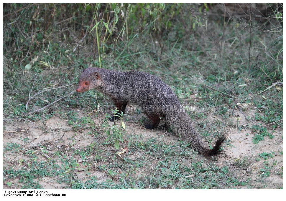 Sri Lanka, Democratic Socialist Republic of Sri Lanka, Ceylon, ��������, ��������, �������������, �������������, �����, �����, �������, ������, XYZ, �����������, Herpestidae, ��������� �������, Herpestes smithii, ���-�����, ��������������� ���������������� ���������� ���-�����, ������