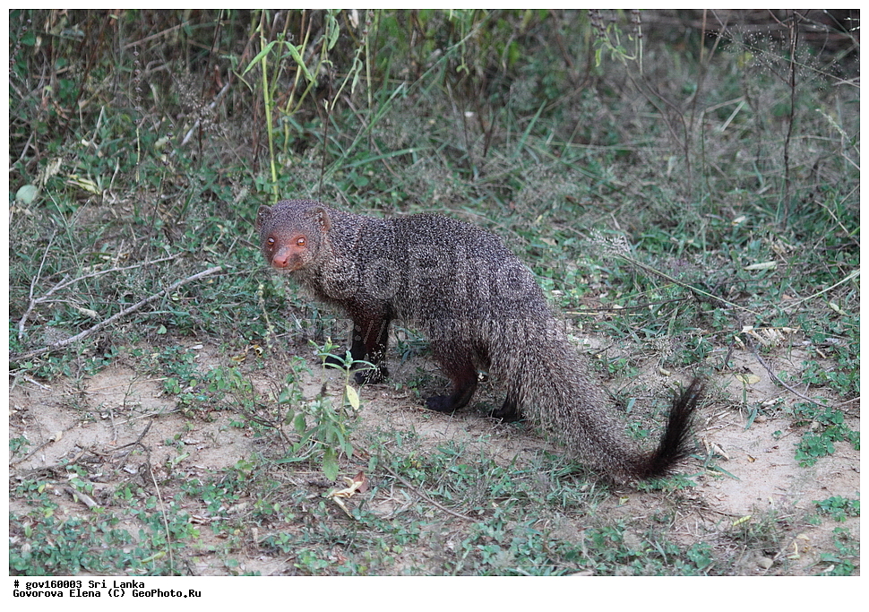 Sri Lanka, Democratic Socialist Republic of Sri Lanka, Ceylon, ��������, ��������, �������������, �������������, �����, �����, �������, ������, XYZ, �����������, Herpestidae, ��������� �������, Herpestes smithii, ���-�����, ��������������� ���������������� ���������� ���-�����, ������