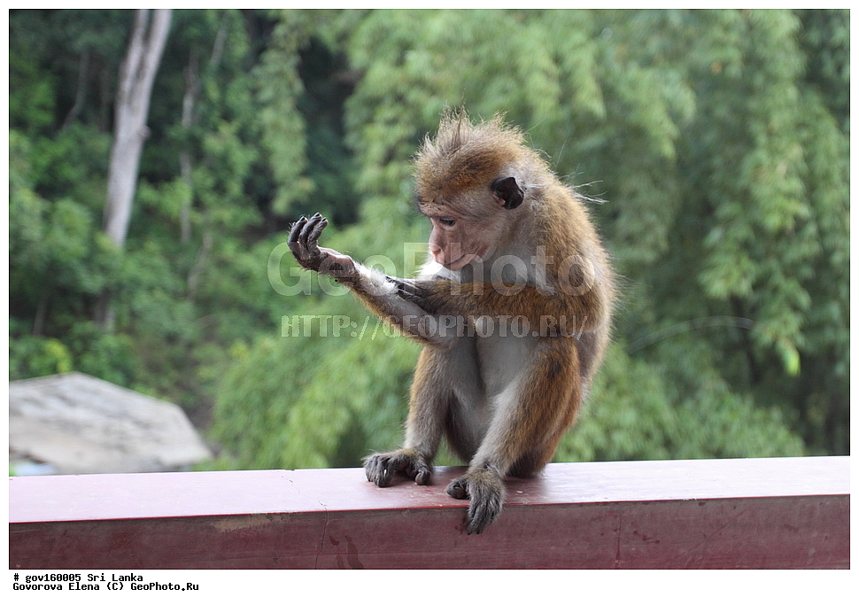 Sri Lanka, Democratic Socialist Republic of Sri Lanka, Ceylon, ��������, ��������, �������������, �������������, �����, �����, XYZ, �����������, Cercopithecidae, ���������� �����, Macaca sinica, ���-�����, ��������������� ���������������� ���������� ���-�����, ������