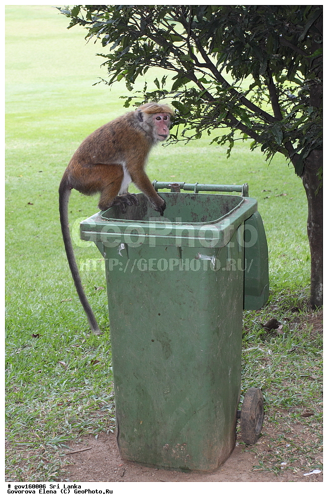 Sri Lanka, Democratic Socialist Republic of Sri Lanka, Ceylon, ��������, ��������, �������������, �������������, �����, �����, XYZ, �����������, Cercopithecidae, ���������� �����, Macaca sinica, ���-�����, ��������������� ���������������� ���������� ���-�����, ������