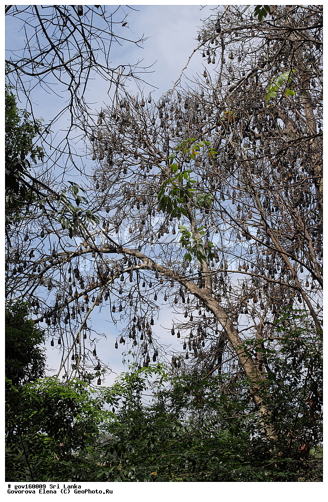 Sri Lanka, Democratic Socialist Republic of Sri Lanka, Ceylon, ��������, ��������, �������������, �������������, �����, �����, XYZ, ����������, Pteropodidae, ��������� ������� ������, Pteropus giganteus, Vespertilio gigantea, ���-�����, ��������������� ���������������� ���������� ���-�����, ������
