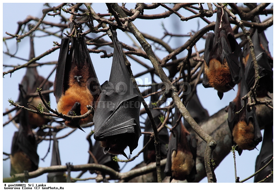 Sri Lanka, Democratic Socialist Republic of Sri Lanka, Ceylon, ��������, ��������, �������������, �������������, �����, �����, XYZ, ����������, Pteropodidae, ��������� ������� ������, Pteropus giganteus, Vespertilio gigantea, ���-�����, ��������������� ���������������� ���������� ���-�����, ������