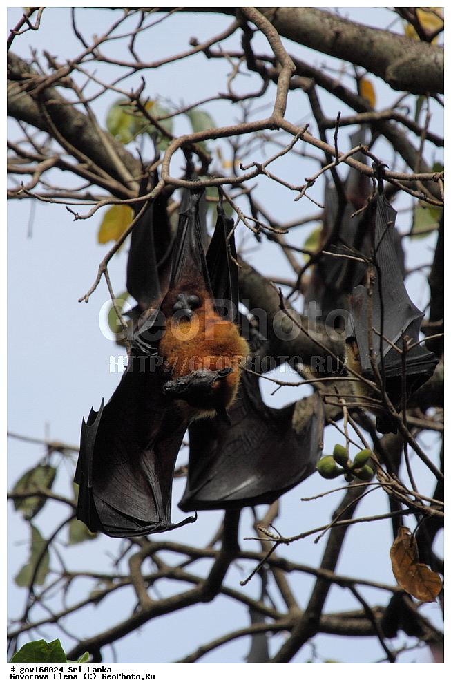 Sri Lanka, Democratic Socialist Republic of Sri Lanka, Ceylon, ��������, ��������, �������������, �������������, �����, �����, XYZ, ����������, Pteropodidae, ��������� ������� ������, Pteropus giganteus, Vespertilio gigantea, ���-�����, ��������������� ���������������� ���������� ���-�����, ������
