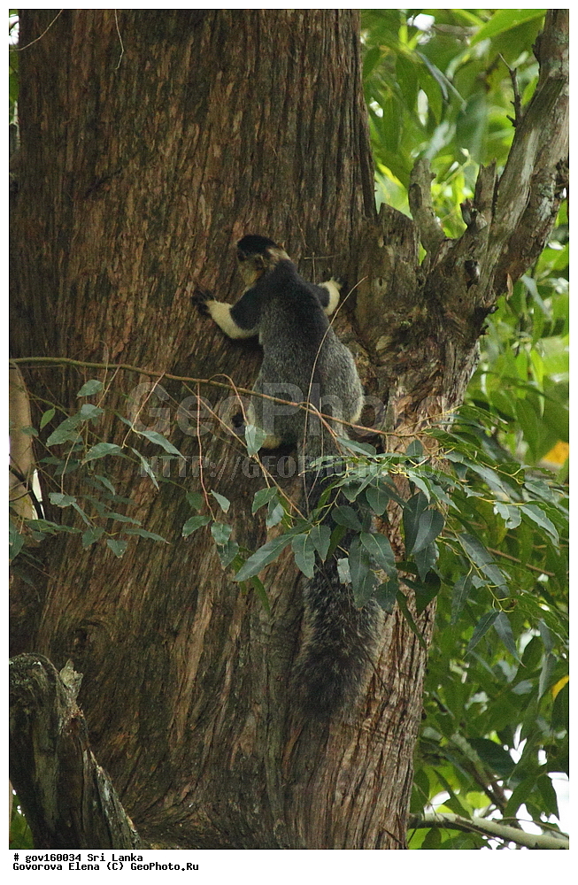 Sri Lanka, Democratic Socialist Republic of Sri Lanka, Ceylon, ��������, ��������, �������������, �������������, �����, �����, �������, XYZ, �������, Sciuridae, ������������� ���������� �����, Ratufa macroura, Sciurus macrouru, ���-�����, ��������������� ���������������� ���������� ���-�����, ������