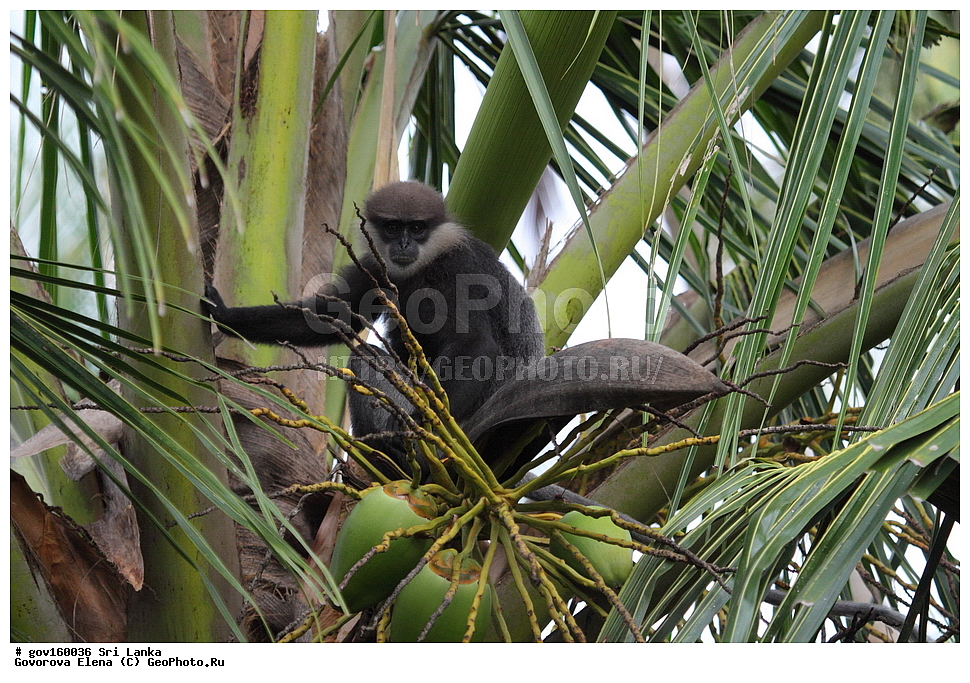 Sri Lanka, Democratic Socialist Republic of Sri Lanka, Ceylon, ��������, ��������, �������������, �������������, �����, �����, XYZ, �����������, Cercopithecidae, ����������� �������, Trachypithecus vetulus, Semnopithecus vetulus, Presbytis senex, Presbytis senex vetulus, ���-�����, ��������������� ���������������� ���������� ���-�����, ������