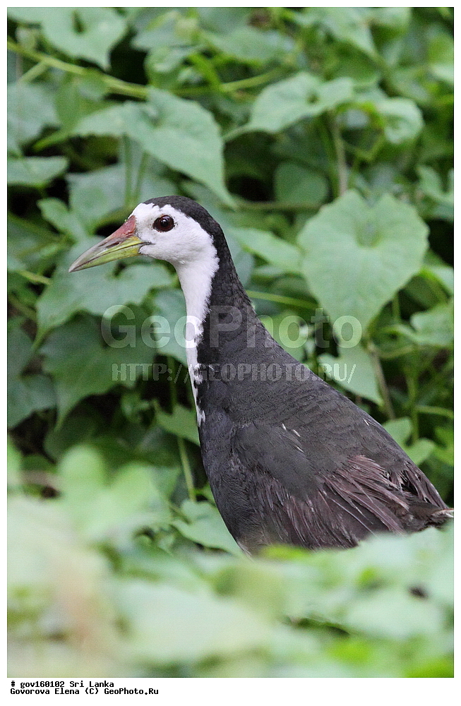 ��������, ��������, �����, �����, ��������, �����������, �����������, Rallidae, ���-�����, ��������������� ���������������� ���������� ���-�����, ������, XYZ, ���������� �������, ���������� ����� ��������, ���������� ������������ ���������, ���������� �������, Amaurornis phoenicurus