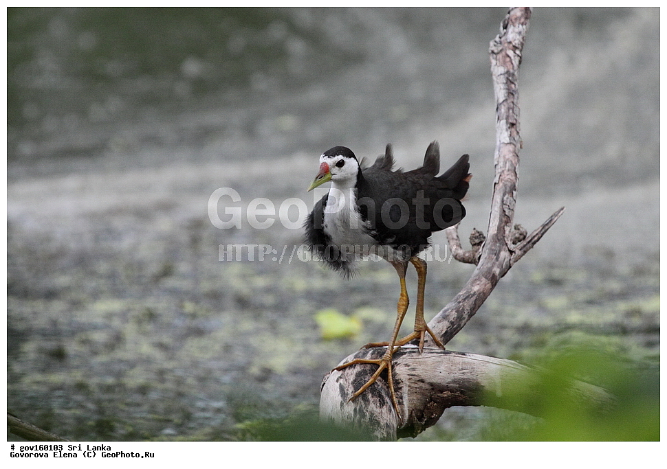 ��������, ��������, �����, �����, ��������, �����������, �����������, Rallidae, ���-�����, ��������������� ���������������� ���������� ���-�����, ������, XYZ, ���������� �������, ���������� ����� ��������, ���������� ������������ ���������, ���������� �������, Amaurornis phoenicurus