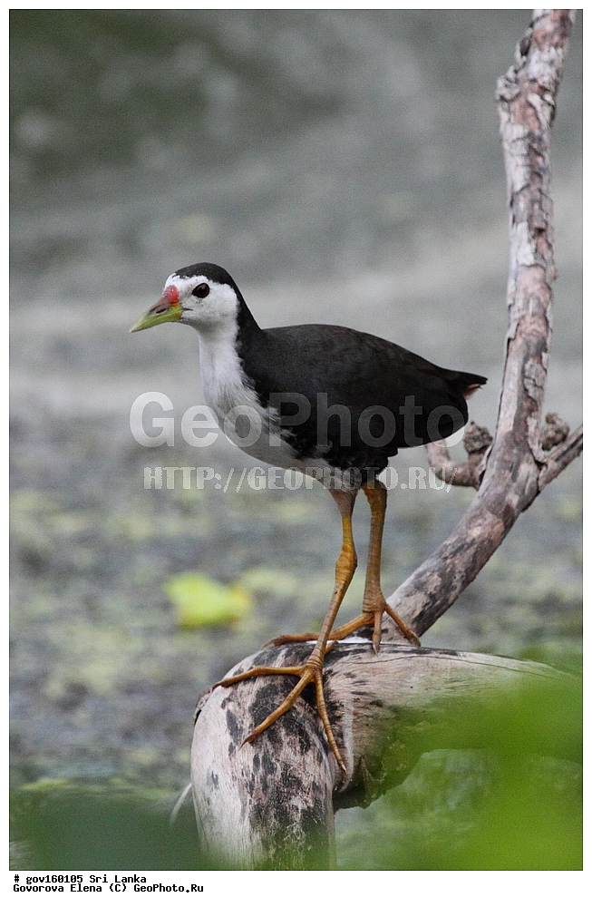��������, ��������, �����, �����, ��������, �����������, �����������, Rallidae, ���-�����, ��������������� ���������������� ���������� ���-�����, ������, XYZ, ���������� �������, ���������� ����� ��������, ���������� ������������ ���������, ���������� �������, Amaurornis phoenicurus