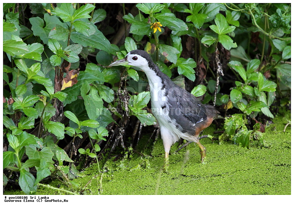 ��������, ��������, �����, �����, ��������, �����������, �����������, Rallidae, ���-�����, ��������������� ���������������� ���������� ���-�����, ������, XYZ, ���������� �������, ���������� ����� ��������, ���������� ������������ ���������, ���������� �������, Amaurornis phoenicurus
