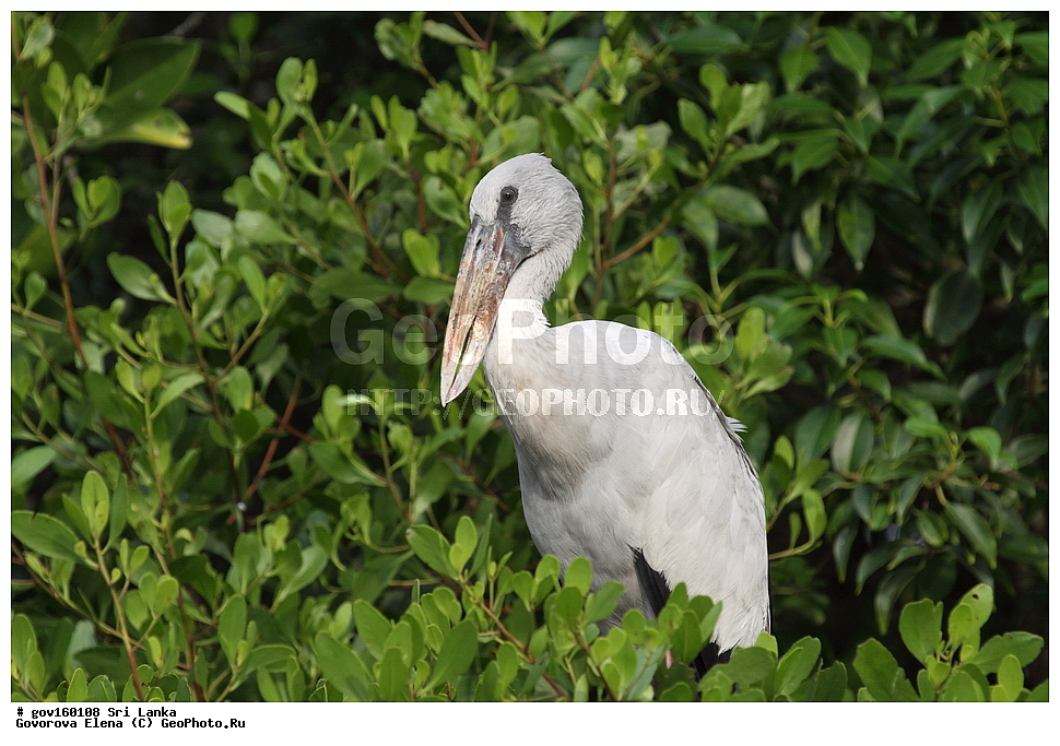 ���-�����, ��������������� ���������������� ���������� ���-�����, ������, ��������, ��������, �����, �����, ��������, �����������, XYZ, ��������, Ciconiidae, ��������� ����-������, Anastomus oscitans