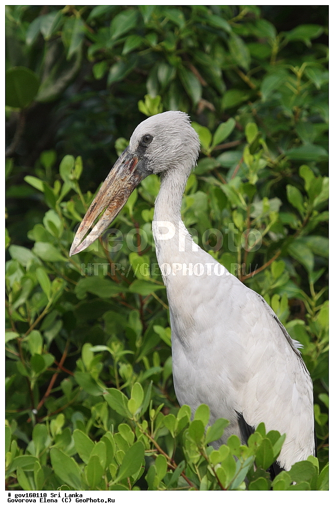 ���-�����, ��������������� ���������������� ���������� ���-�����, ������, ��������, ��������, �����, �����, ��������, �����������, XYZ, ��������, Ciconiidae, ��������� ����-������, Anastomus oscitans