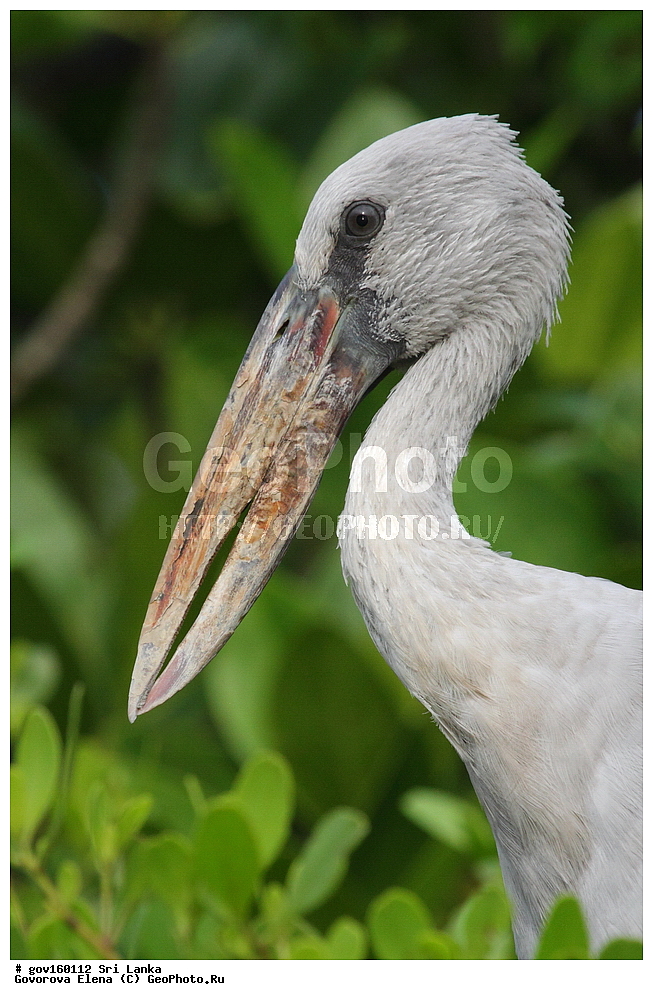 ���-�����, ��������������� ���������������� ���������� ���-�����, ������, ��������, ��������, �����, �����, ��������, �����������, XYZ, ��������, Ciconiidae, ��������� ����-������, Anastomus oscitans