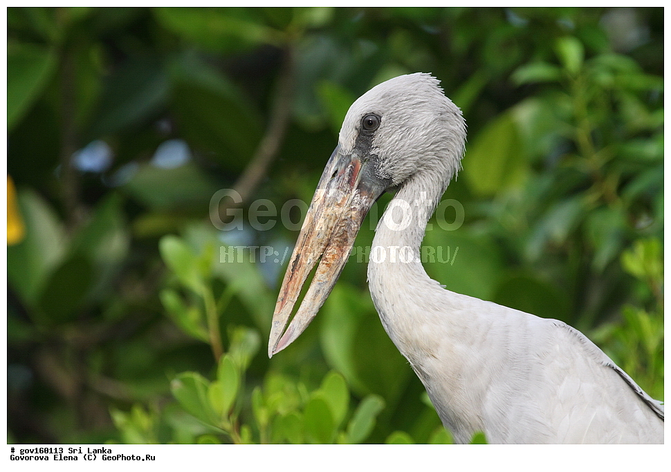 ���-�����, ��������������� ���������������� ���������� ���-�����, ������, ��������, ��������, �����, �����, ��������, �����������, XYZ, ��������, Ciconiidae, ��������� ����-������, Anastomus oscitans