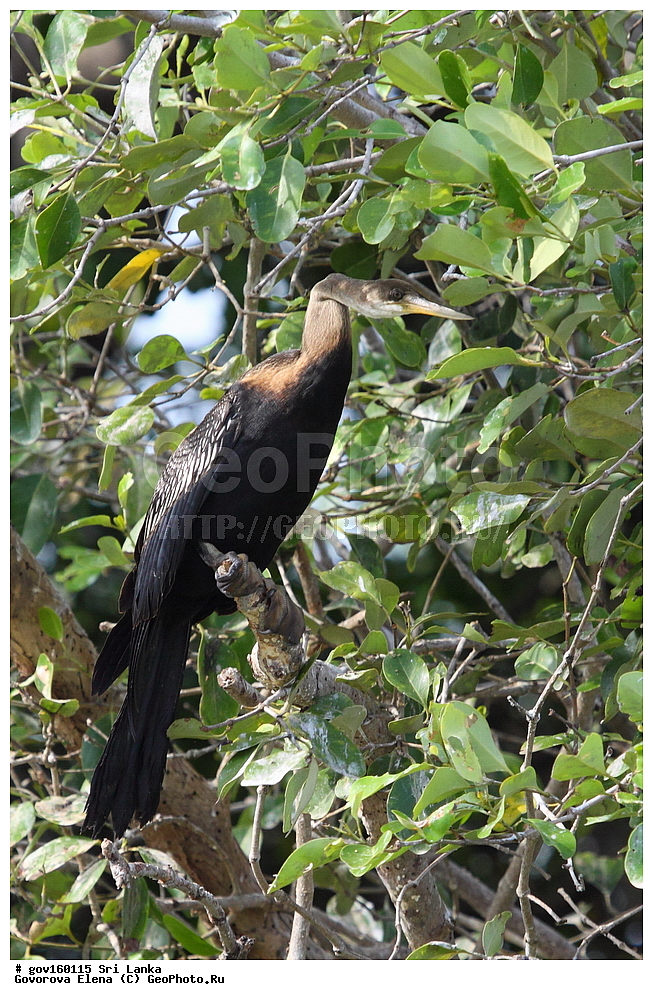 ���-�����, ��������������� ���������������� ���������� ���-�����, ������, ��������, ��������, �����, �����, ��������, �����������, ������� �����, ������� �����, XYZ, ������������, Anhingidae, ��������� ���������, Anhinga melanogaster