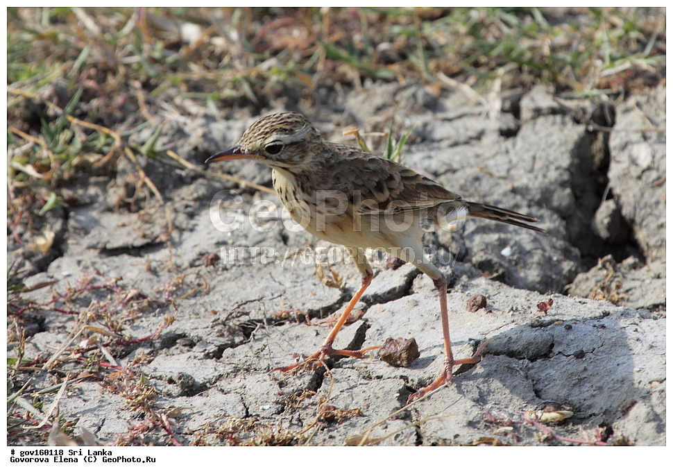 ���-�����, ��������������� ���������������� ���������� ���-�����, ������, ��������, ��������, �����, �����, ��������, �����������, �������������, Motacillidae, ������� �����, Anthus rufulus, XYZ