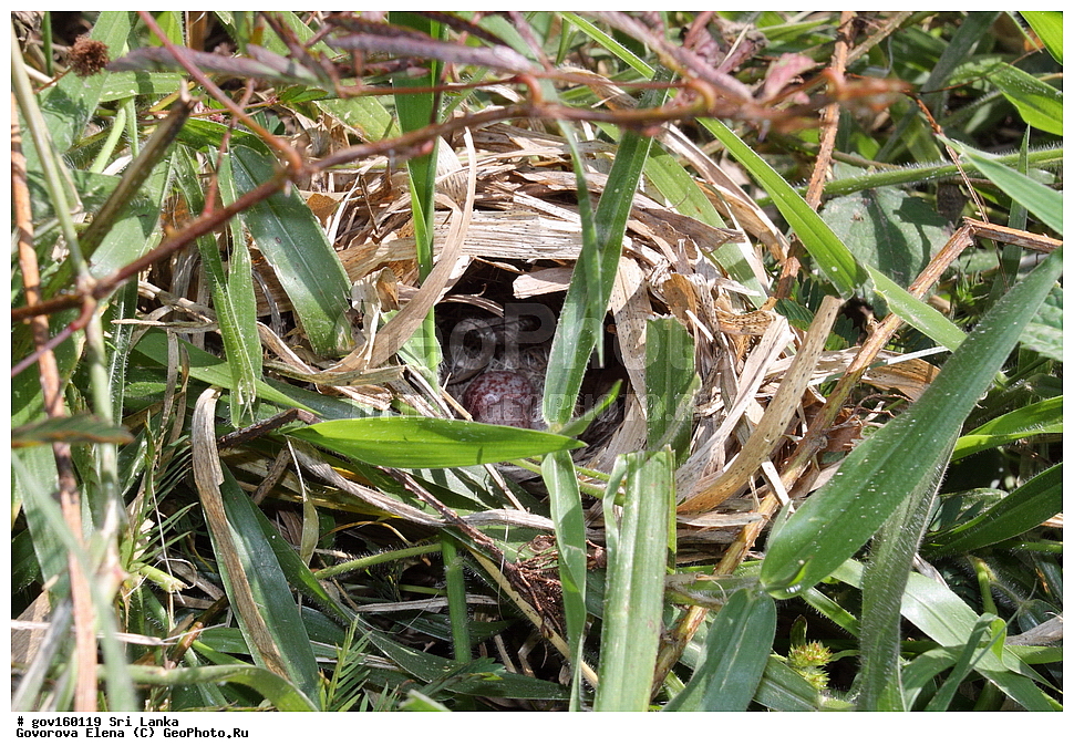 ���-�����, ��������������� ���������������� ���������� ���-�����, ������, ��������, ��������, �����, �����, ��������, �����������, �������������, Motacillidae, ������� �����, Anthus rufulus, XYZ