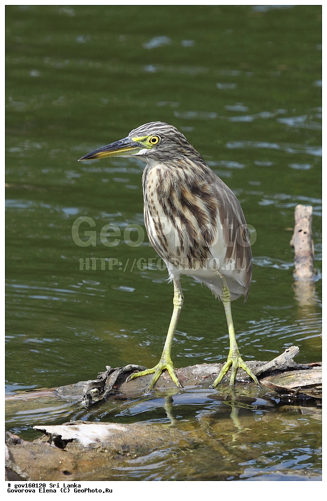  ���-�����, ��������������� ���������������� ���������� ���-�����, ������, ��������, ��������, �����, �����, ��������, �����������, XYZ, ��������, Ardeidae, ��������� ����� �����, ��������� ������ �����, ��������� �������� �����, Ardeola grayii