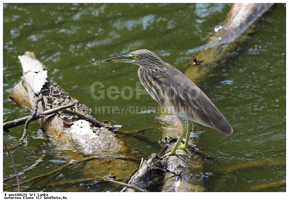 ���-�����, ��������������� ���������������� ���������� ���-�����, ������, ��������, ��������, �����, �����, ��������, �����������, XYZ, ��������, Ardeidae, ��������� ����� �����, ��������� ������ �����, ��������� �������� �����, Ardeola grayii