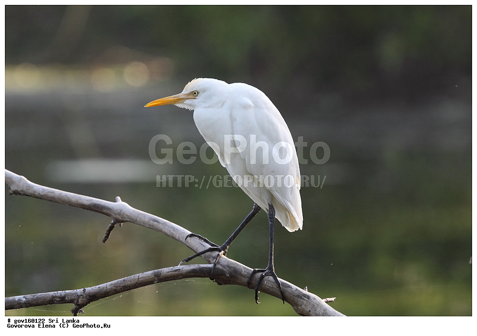 ���-�����, ��������������� ���������������� ���������� ���-�����, ������, ��������, ��������, �����, �����, ��������, �����������, XYZ, ��������, Ardeidae, ��������� ���������� �����, Bubulcus coromandus, ���������� �����, Bubulcus ibis