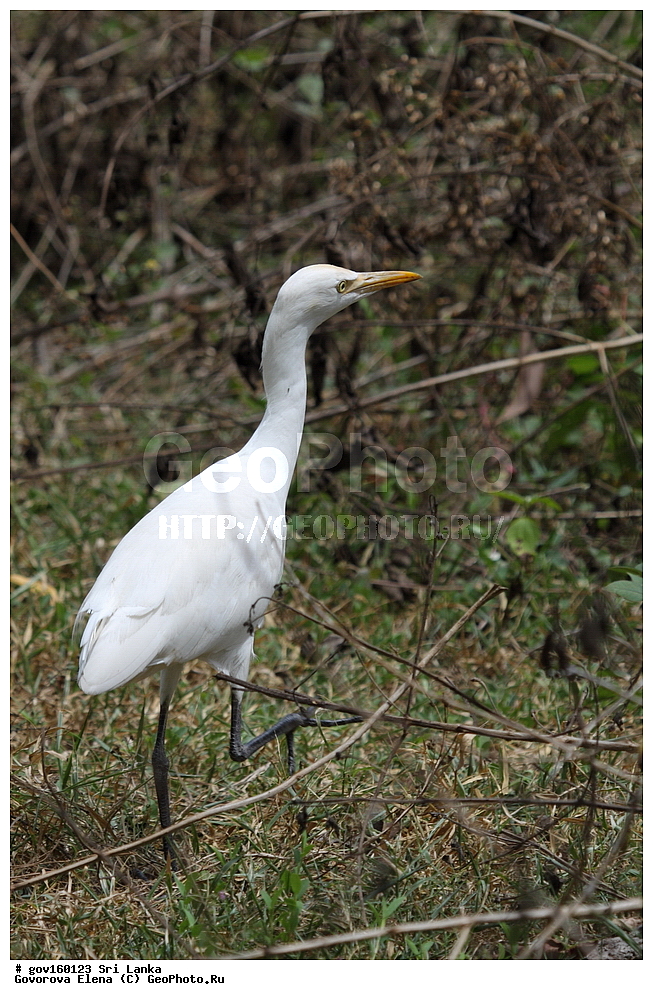 ���-�����, ��������������� ���������������� ���������� ���-�����, ������, ��������, ��������, �����, �����, ��������, �����������, XYZ, ��������, Ardeidae, ��������� ���������� �����, Bubulcus coromandus, ���������� �����, Bubulcus ibis