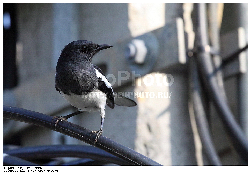 ��������, ��������, �����, �����, ��������, �����������, ������������, Muscicapidae, ���-�����, ��������������� ���������������� ���������� ���-�����, ������, XYZ, ������� ����-�����, ������� ������, ��������� ������� ������, Copsychus saularis ceylonensis