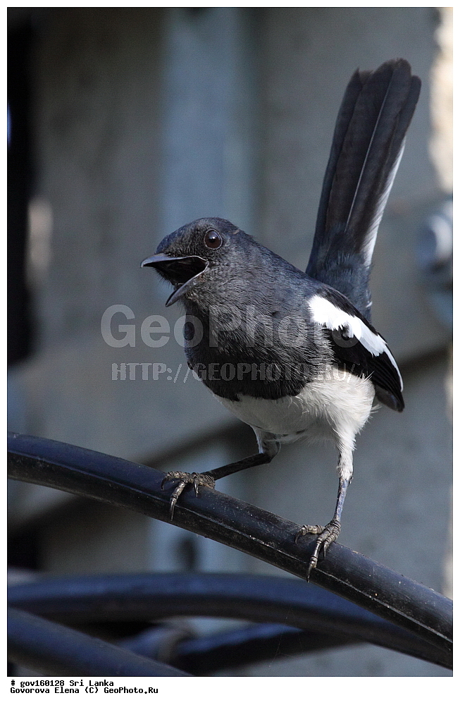 ��������, ��������, �����, �����, ��������, �����������, ������������, Muscicapidae, ���-�����, ��������������� ���������������� ���������� ���-�����, ������, XYZ, ������� ����-�����, ������� ������, ��������� ������� ������, Copsychus saularis ceylonensis