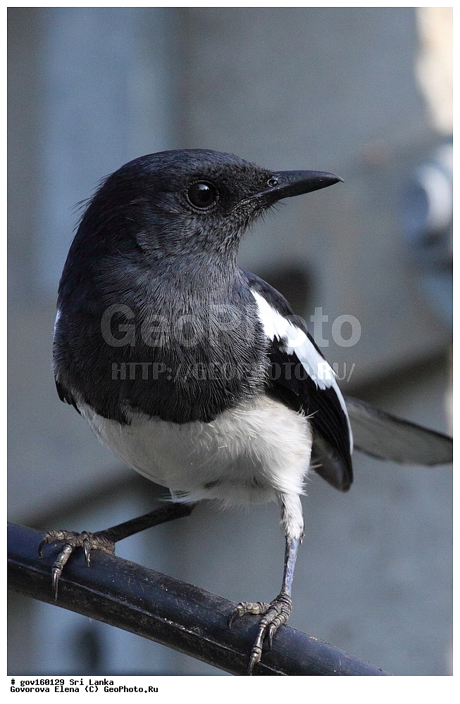 ��������, ��������, �����, �����, ��������, �����������, ������������, Muscicapidae, ���-�����, ��������������� ���������������� ���������� ���-�����, ������, XYZ, ������� ����-�����, ������� ������, ��������� ������� ������, Copsychus saularis ceylonensis