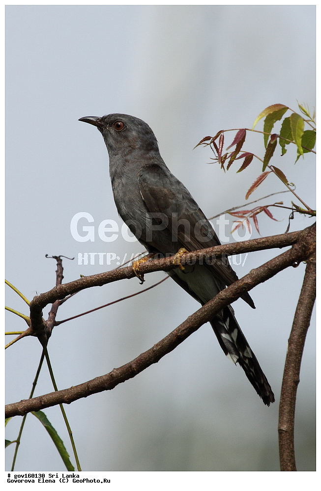 ���-�����, ��������������� ���������������� ���������� ���-�����, ������, ��������, ��������, �����, �����, ��������, �����������, �������������, Campephagidae, �������� ������������� ���������, Coracina melaschistos, Lalage melaschistos, XYZ, XYZ