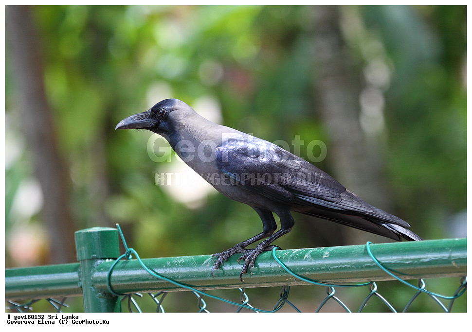 ���-�����, ��������������� ���������������� ���������� ���-�����, ������, ��������, ��������, �����, �����, ��������, ����������� ��������, ���������, Corvidae, ��������� �����, ��������� ������� ������, Corvus splendens, XYZ