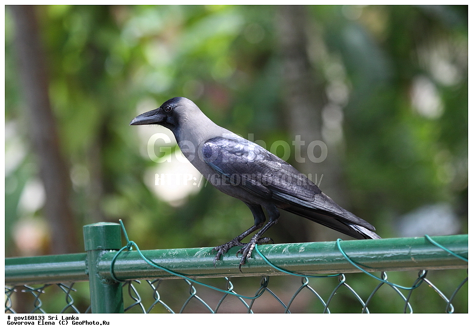 ���-�����, ��������������� ���������������� ���������� ���-�����, ������, ��������, ��������, �����, �����, ��������, ����������� ��������, ���������, Corvidae, ��������� �����, ��������� ������� ������, Corvus splendens, XYZ