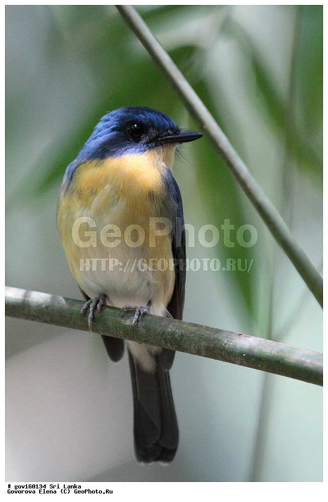 ���-�����, ��������������� ���������������� ���������� ���-�����, ������, ��������, ��������, �����, �����, ��������, �����������, ������������, Muscicapidae, ������� ���������-������� ������, Cyornis tickelliae, XYZ