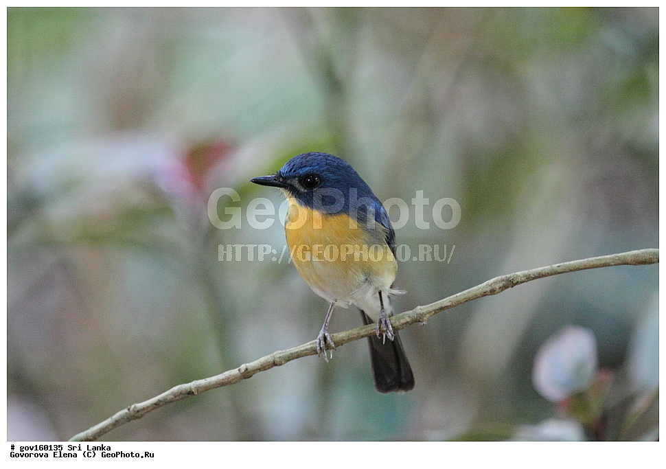 ���-�����, ��������������� ���������������� ���������� ���-�����, ������, ��������, ��������, �����, �����, ��������, �����������, ������������, Muscicapidae, ������� ���������-������� ������, Cyornis tickelliae, XYZ