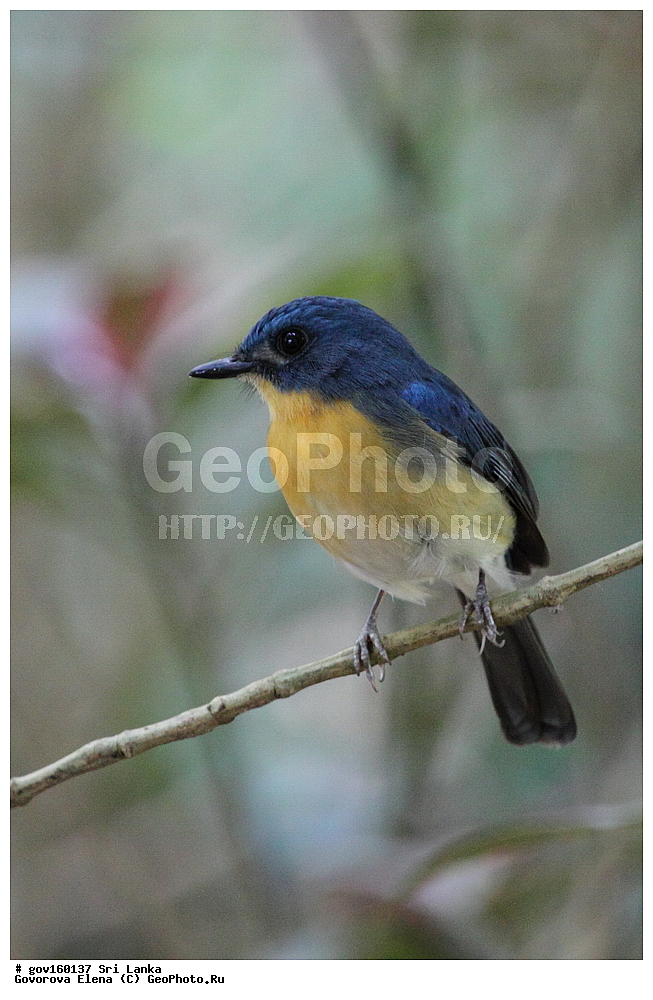 ���-�����, ��������������� ���������������� ���������� ���-�����, ������, ��������, ��������, �����, �����, ��������, �����������, ������������, Muscicapidae, ������� ���������-������� ������, Cyornis tickelliae, XYZ