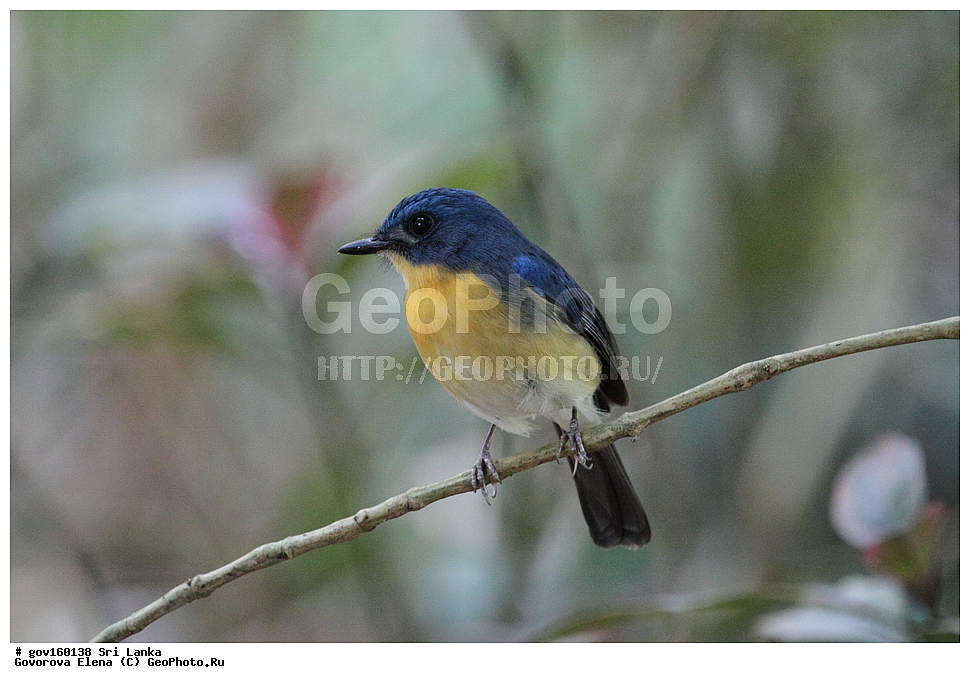 ���-�����, ��������������� ���������������� ���������� ���-�����, ������, ��������, ��������, �����, �����, ��������, �����������, ������������, Muscicapidae, ������� ���������-������� ������, Cyornis tickelliae, XYZ