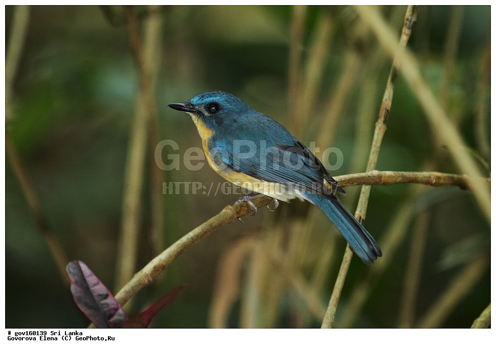 ���-�����, ��������������� ���������������� ���������� ���-�����, ������, ��������, ��������, �����, �����, ��������, �����������, ������������, Muscicapidae, ������� ���������-������� ������, Cyornis tickelliae, XYZ