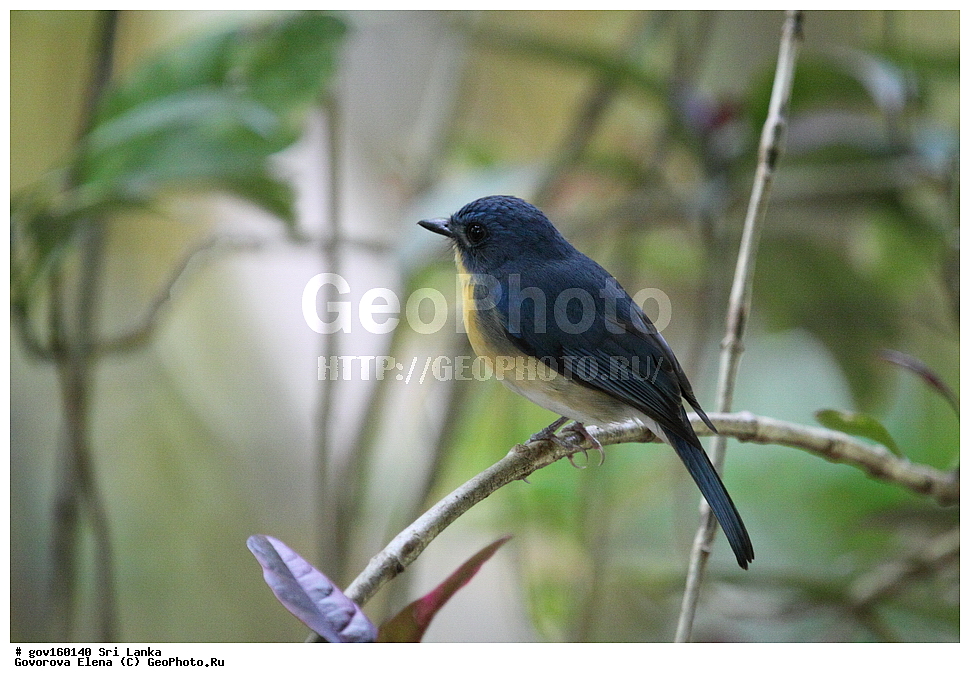 ���-�����, ��������������� ���������������� ���������� ���-�����, ������, ��������, ��������, �����, �����, ��������, �����������, ������������, Muscicapidae, ������� ���������-������� ������, Cyornis tickelliae, XYZ