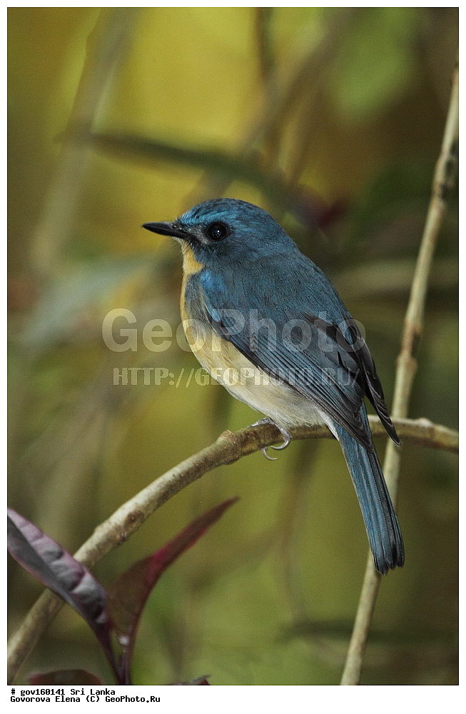 ���-�����, ��������������� ���������������� ���������� ���-�����, ������, ��������, ��������, �����, �����, ��������, �����������, ������������, Muscicapidae, ������� ���������-������� ������, Cyornis tickelliae, XYZ