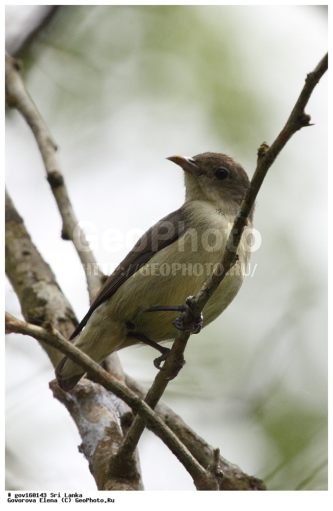 ��������, ��������, �����, �����, ��������, �����������, �����������, ������������, Dicaeidae, ���-�����, ��������������� ���������������� ���������� ���-�����, ������, XYZ, ������������ �������, ������������ ��������, Dicaeum erythrorhynchos