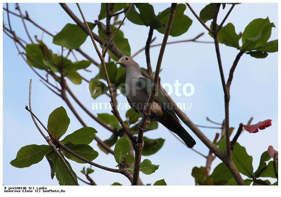 ���-�����, ��������������� ���������������� ���������� ���-�����, ������, ��������, ��������, �����, �����, ��������, �����������, ���������, Columbidae, ��������� ���������� ������, Ducula aenea, XYZ