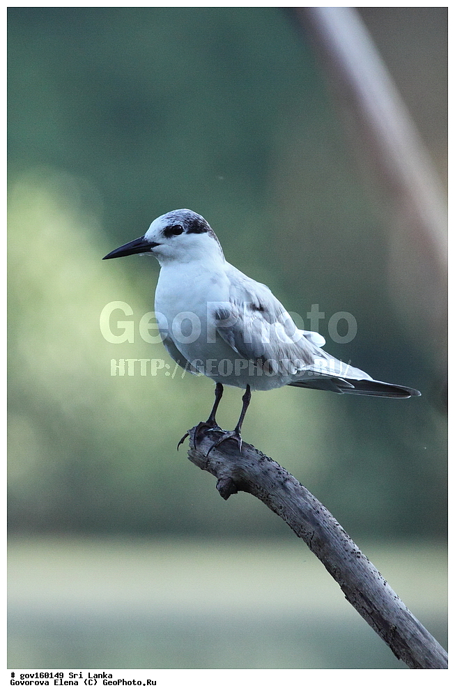 ���-�����, ��������������� ���������������� ���������� ���-�����, ������, ��������, ��������, �����, �����, ��������, �����������, ������� �����, ������� �����, XYZ, ���������, Sternidae, ���������� ������, Gelochelidon nilotica, Sterna nilotica