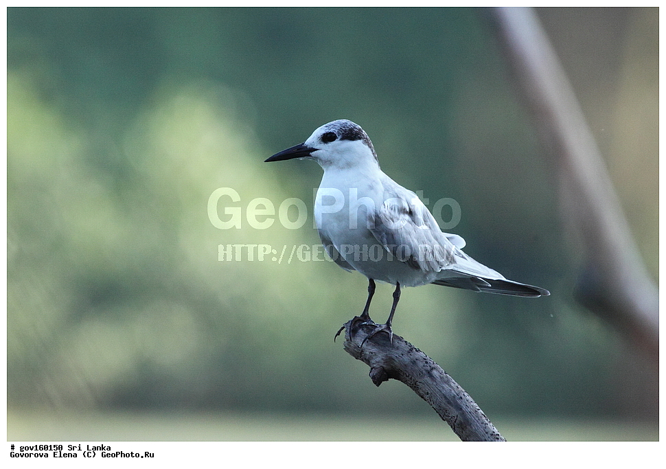 ���-�����, ��������������� ���������������� ���������� ���-�����, ������, ��������, ��������, �����, �����, ��������, �����������, ������� �����, ������� �����, XYZ, ���������, Sternidae, ���������� ������, Gelochelidon nilotica, Sterna nilotica