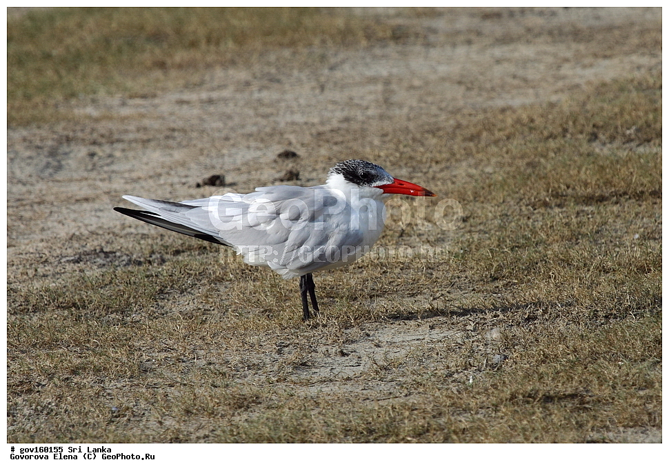 ���-�����, ��������������� ���������������� ���������� ���-�����, ������, ��������, ��������, �����, �����, ��������, �����������, ������� �����, ������� �����, XYZ, ���������, Sternidae, �������, ���������� ������, Hydroprogne caspia, Sterna caspia