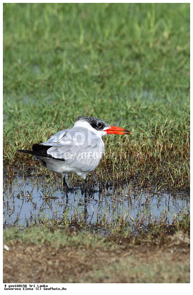 ���-�����, ��������������� ���������������� ���������� ���-�����, ������, ��������, ��������, �����, �����, ��������, �����������, ������� �����, ������� �����, XYZ, ���������, Sternidae, �������, ���������� ������, Hydroprogne caspia, Sterna caspia